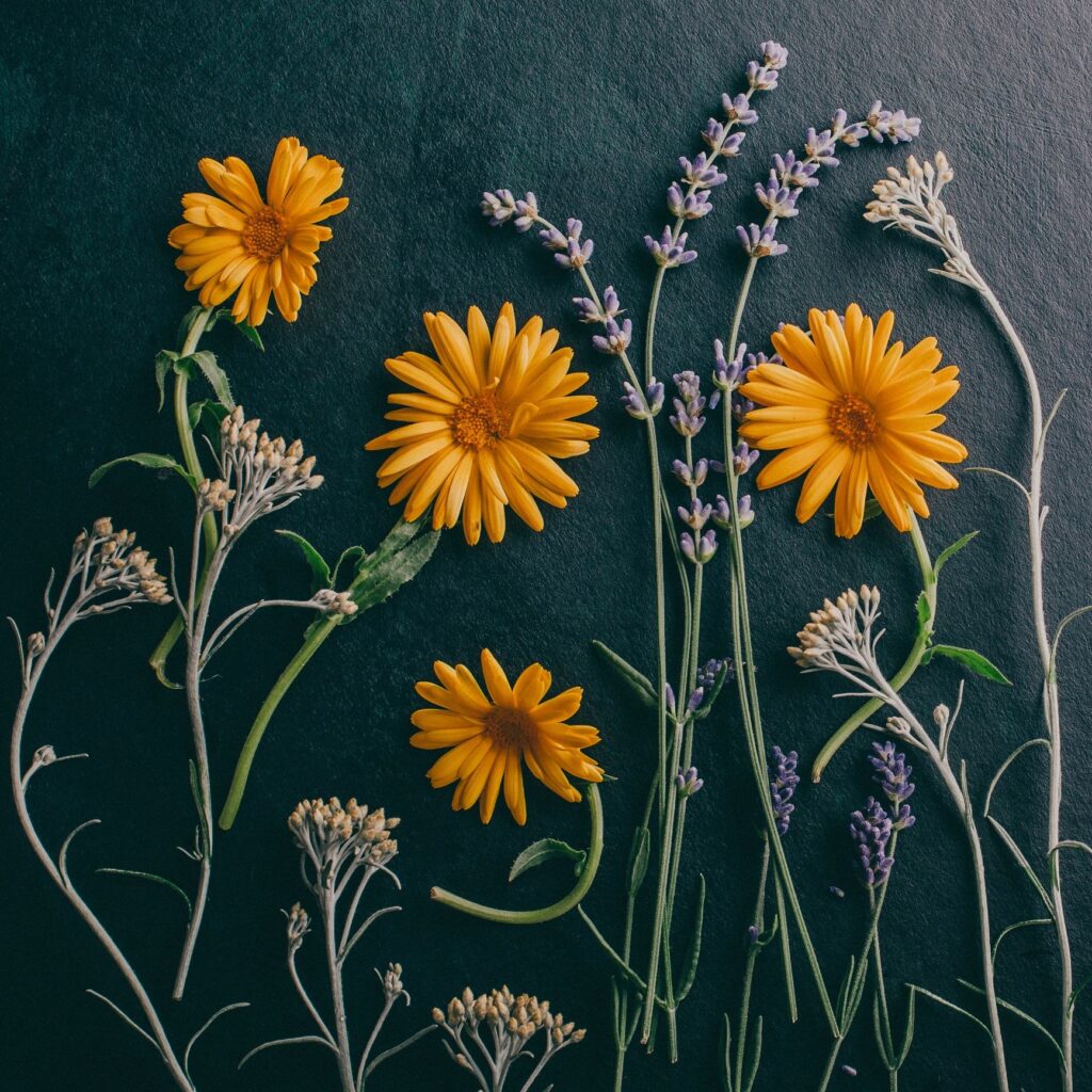 Flower composition flat lay