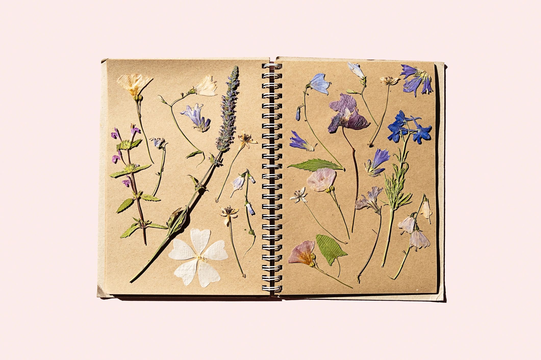 Pressed flowers in an antique botanical book